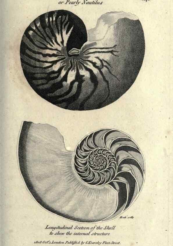 Reproducción/Reproduction 7344929730: Zoological lectures delivered at the Royal Institution. London,Kearsley,1809.