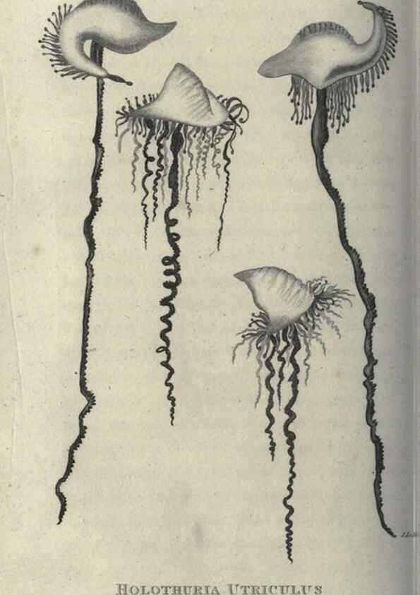 Reproducción/Reproduction 7344924402: Zoological lectures delivered at the Royal Institution. London,Kearsley,1809.