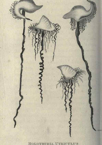Reproducción/Reproduction 7344924402: Zoological lectures delivered at the Royal Institution. London,Kearsley,1809.