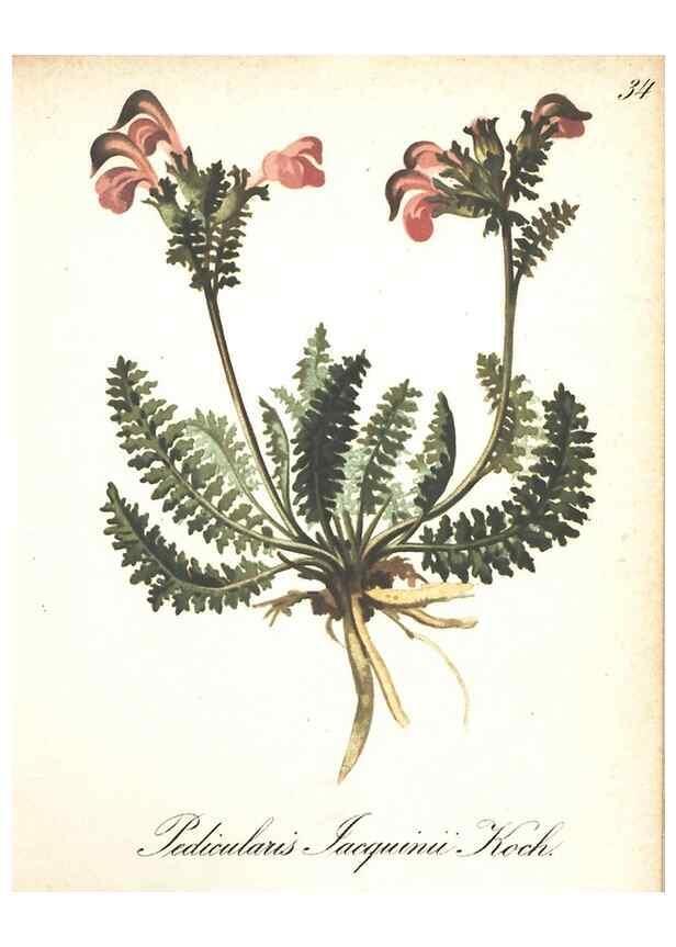 Reproducción/Reproduction 7163548061: Die Alpenpflanzen nach der Natur gemalt /. Prag :F. Tempsky,1879-1884.