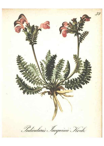 Reproducción/Reproduction 7163548061: Die Alpenpflanzen nach der Natur gemalt /. Prag :F. Tempsky,1879-1884.