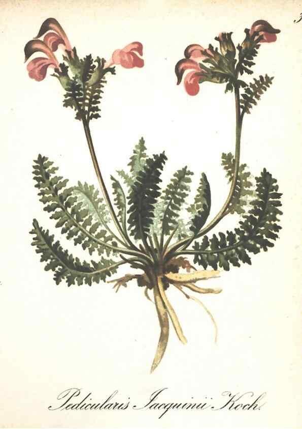 Reproducción/Reproduction 7163548061: Die Alpenpflanzen nach der Natur gemalt /. Prag :F. Tempsky,1879-1884.