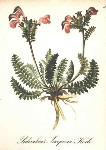 Reproducción/Reproduction 7163548061: Die Alpenpflanzen nach der Natur gemalt /. Prag :F. Tempsky,1879-1884.