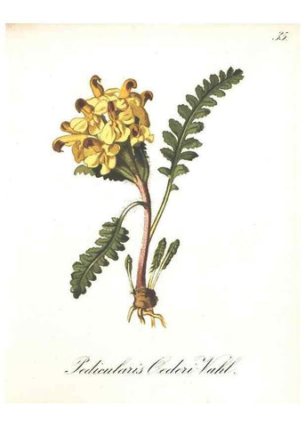 Reproducción/Reproduction 7163548729: Die Alpenpflanzen nach der Natur gemalt /. Prag :F. Tempsky,1879-1884.