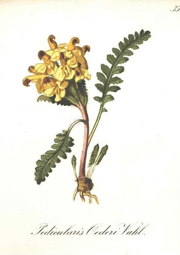 Reproducción/Reproduction 7163548729: Die Alpenpflanzen nach der Natur gemalt /. Prag :F. Tempsky,1879-1884.
