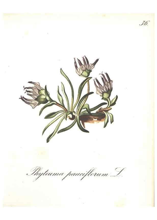Reproducción/Reproduction 7163549345: Die Alpenpflanzen nach der Natur gemalt /. Prag :F. Tempsky,1879-1884.