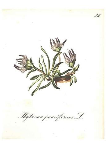 Reproducción/Reproduction 7163549345: Die Alpenpflanzen nach der Natur gemalt /. Prag :F. Tempsky,1879-1884.