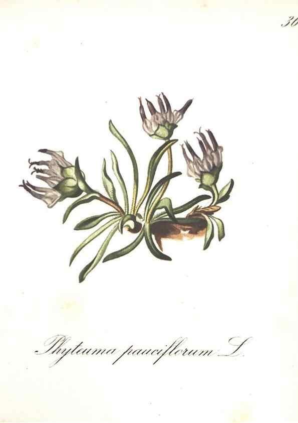 Reproducción/Reproduction 7163549345: Die Alpenpflanzen nach der Natur gemalt /. Prag :F. Tempsky,1879-1884.