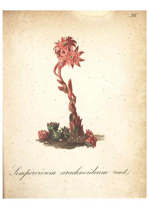 Reproducción/Reproduction 7348843254: Die Alpenpflanzen nach der Natur gemalt /. Prag :F. Tempsky,1879-1884.
