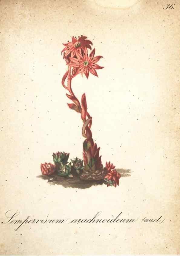 Reproducción/Reproduction 7348843254: Die Alpenpflanzen nach der Natur gemalt /. Prag :F. Tempsky,1879-1884.