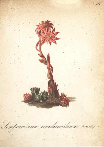 Reproducción/Reproduction 7348843254: Die Alpenpflanzen nach der Natur gemalt /. Prag :F. Tempsky,1879-1884.