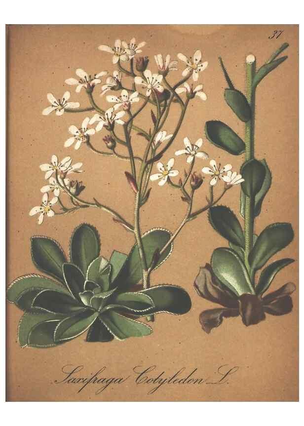 Reproducción/Reproduction 7348843946: Die Alpenpflanzen nach der Natur gemalt /. Prag :F. Tempsky,1879-1884.