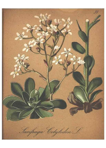 Reproducción/Reproduction 7348843946: Die Alpenpflanzen nach der Natur gemalt /. Prag :F. Tempsky,1879-1884.