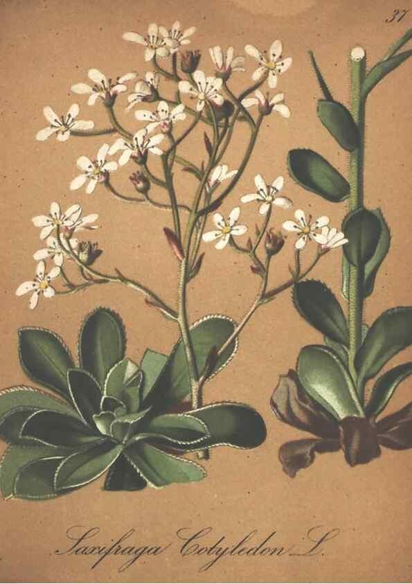 Reproducción/Reproduction 7348843946: Die Alpenpflanzen nach der Natur gemalt /. Prag :F. Tempsky,1879-1884.