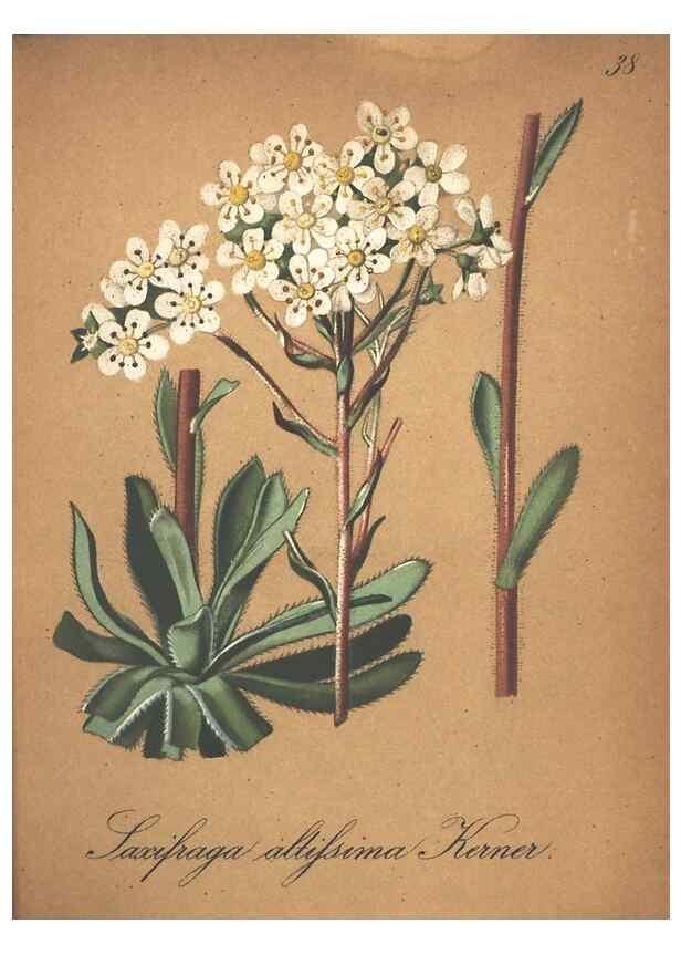 Reproducción/Reproduction 7163634133: Die Alpenpflanzen nach der Natur gemalt /. Prag :F. Tempsky,1879-1884.