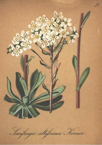 Reproducción/Reproduction 7163634133: Die Alpenpflanzen nach der Natur gemalt /. Prag :F. Tempsky,1879-1884.