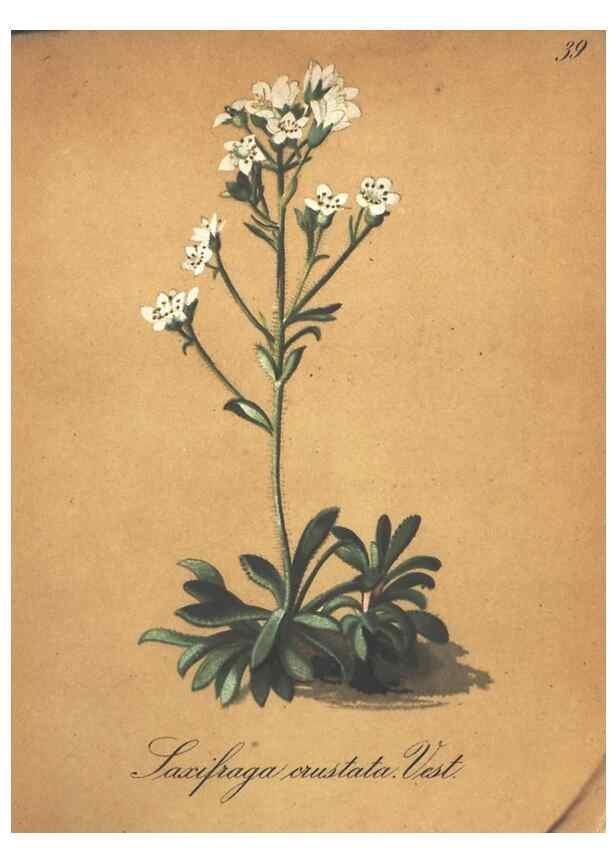 Reproducción/Reproduction 7163634677: Die Alpenpflanzen nach der Natur gemalt /. Prag :F. Tempsky,1879-1884.