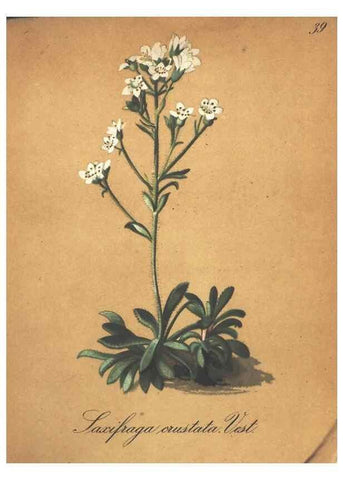 Reproducción/Reproduction 7163634677: Die Alpenpflanzen nach der Natur gemalt /. Prag :F. Tempsky,1879-1884.