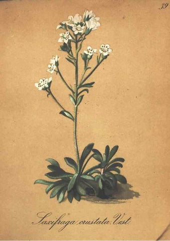 Reproducción/Reproduction 7163634677: Die Alpenpflanzen nach der Natur gemalt /. Prag :F. Tempsky,1879-1884.