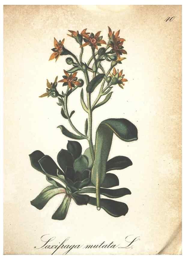 Reproducción/Reproduction 7163635355: Die Alpenpflanzen nach der Natur gemalt /. Prag :F. Tempsky,1879-1884.