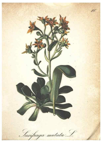 Reproducción/Reproduction 7163635355: Die Alpenpflanzen nach der Natur gemalt /. Prag :F. Tempsky,1879-1884.