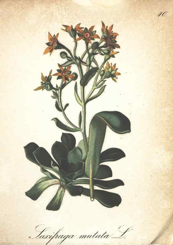 Reproducción/Reproduction 7163635355: Die Alpenpflanzen nach der Natur gemalt /. Prag :F. Tempsky,1879-1884.