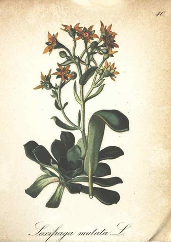Reproducción/Reproduction 7163635355: Die Alpenpflanzen nach der Natur gemalt /. Prag :F. Tempsky,1879-1884.