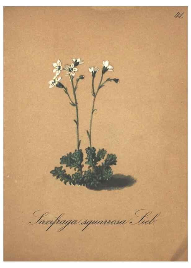 Reproducción/Reproduction 7348846570: Die Alpenpflanzen nach der Natur gemalt /. Prag :F. Tempsky,1879-1884.