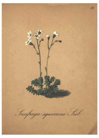Reproducción/Reproduction 7348846570: Die Alpenpflanzen nach der Natur gemalt /. Prag :F. Tempsky,1879-1884.
