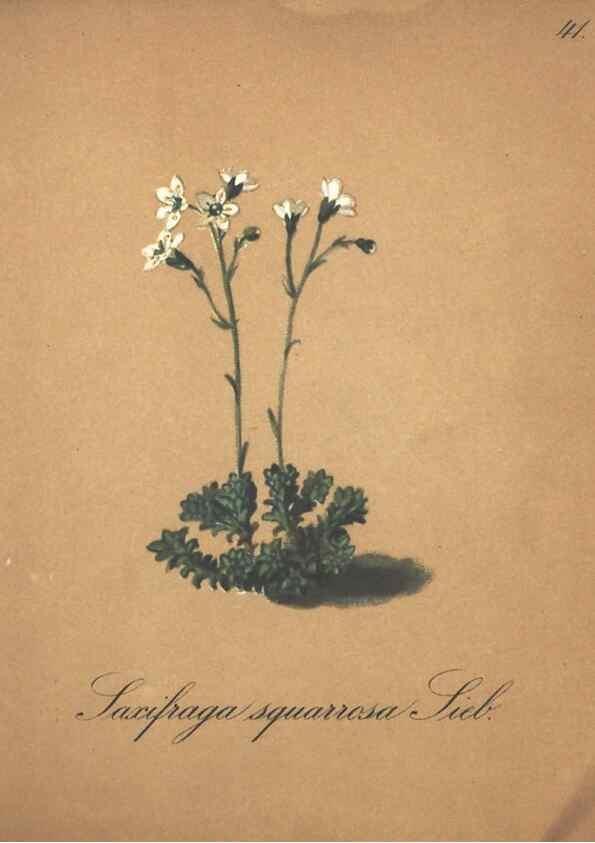 Reproducción/Reproduction 7348846570: Die Alpenpflanzen nach der Natur gemalt /. Prag :F. Tempsky,1879-1884.