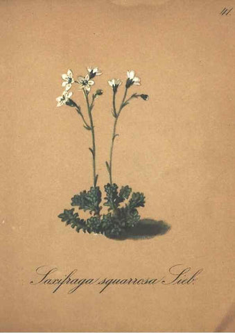 Reproducción/Reproduction 7348846570: Die Alpenpflanzen nach der Natur gemalt /. Prag :F. Tempsky,1879-1884.