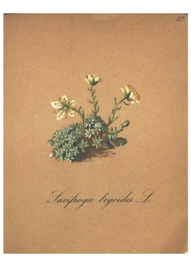 Reproducción/Reproduction 7348847446: Die Alpenpflanzen nach der Natur gemalt /. Prag :F. Tempsky,1879-1884.