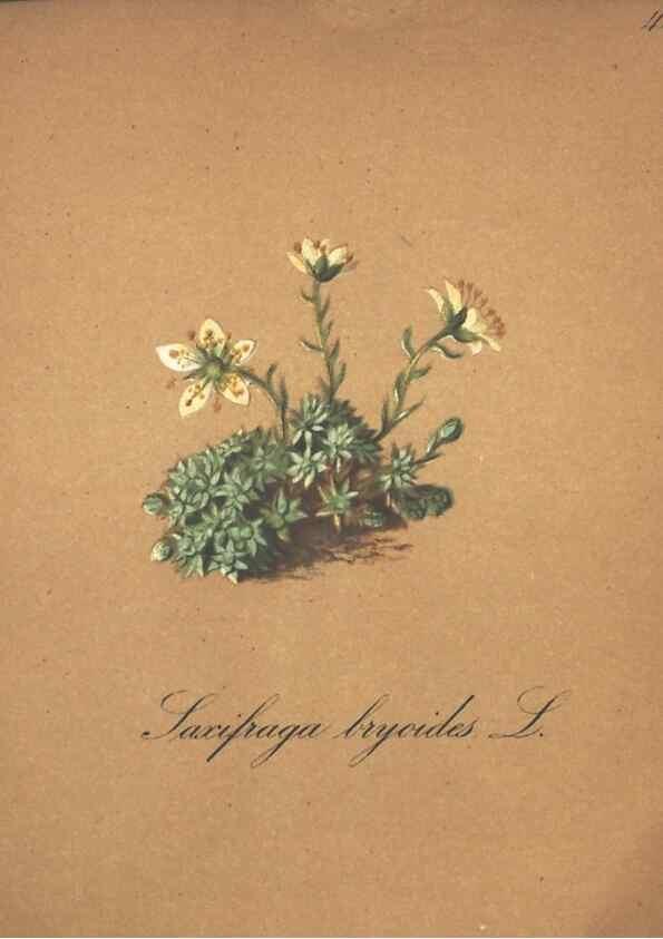 Reproducción/Reproduction 7348847446: Die Alpenpflanzen nach der Natur gemalt /. Prag :F. Tempsky,1879-1884.