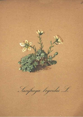 Reproducción/Reproduction 7348847446: Die Alpenpflanzen nach der Natur gemalt /. Prag :F. Tempsky,1879-1884.