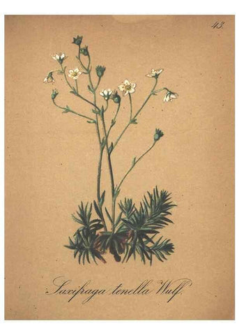 Reproducción/Reproduction 7163637665: Die Alpenpflanzen nach der Natur gemalt /. Prag :F. Tempsky,1879-1884.