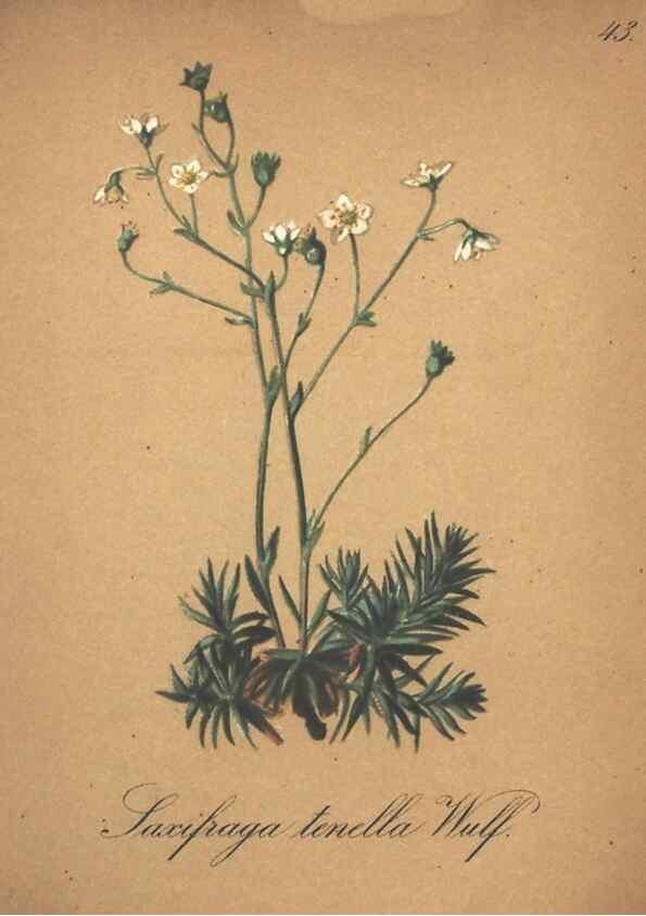 Reproducción/Reproduction 7163637665: Die Alpenpflanzen nach der Natur gemalt /. Prag :F. Tempsky,1879-1884.