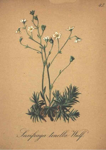 Reproducción/Reproduction 7163637665: Die Alpenpflanzen nach der Natur gemalt /. Prag :F. Tempsky,1879-1884.