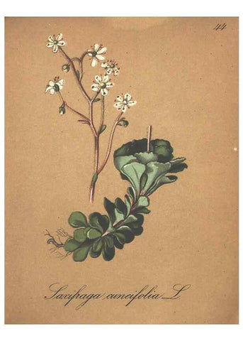 Reproducción/Reproduction 7163638501: Die Alpenpflanzen nach der Natur gemalt /. Prag :F. Tempsky,1879-1884.