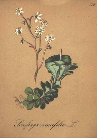 Reproducción/Reproduction 7163638501: Die Alpenpflanzen nach der Natur gemalt /. Prag :F. Tempsky,1879-1884.