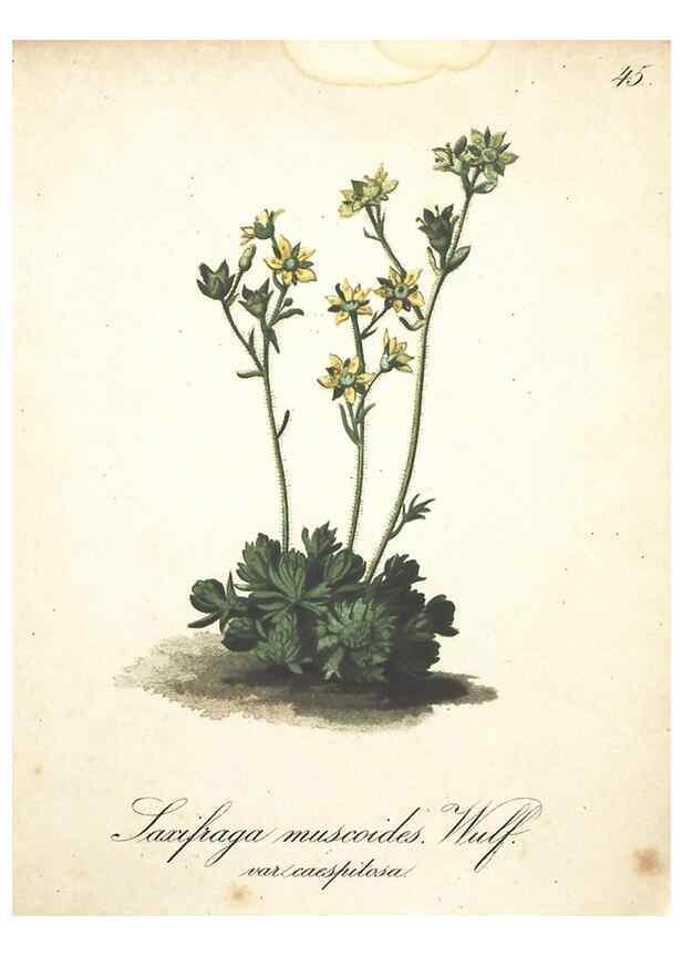 Reproducción/Reproduction 7163639227: Die Alpenpflanzen nach der Natur gemalt /. Prag :F. Tempsky,1879-1884.
