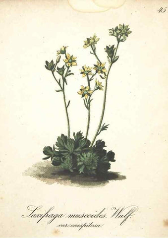Reproducción/Reproduction 7163639227: Die Alpenpflanzen nach der Natur gemalt /. Prag :F. Tempsky,1879-1884.