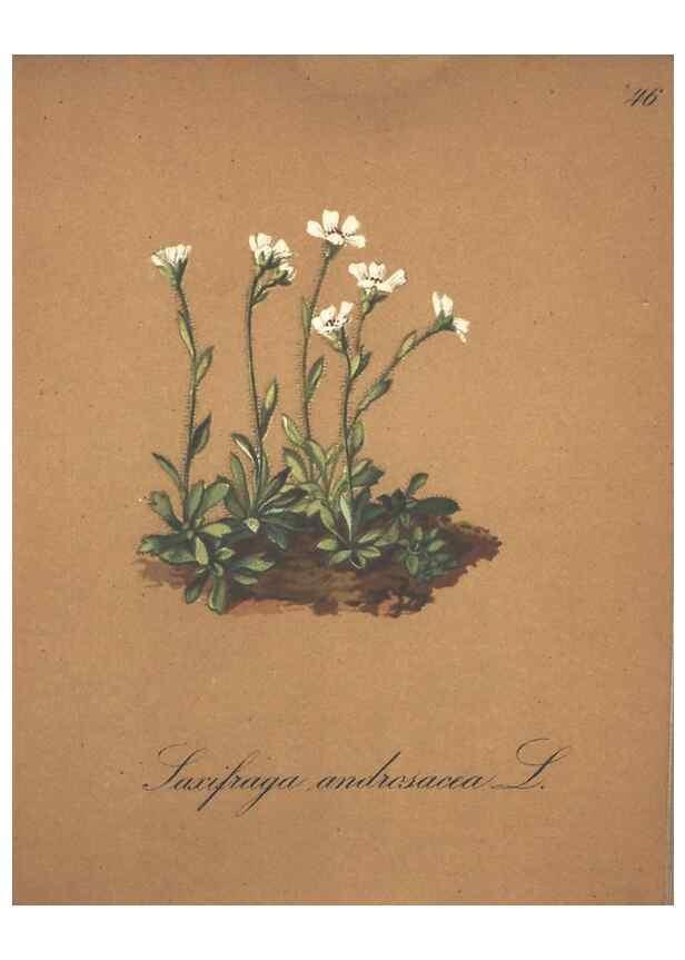 Reproducción/Reproduction 7163639859: Die Alpenpflanzen nach der Natur gemalt /. Prag :F. Tempsky,1879-1884.