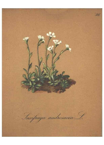 Reproducción/Reproduction 7163639859: Die Alpenpflanzen nach der Natur gemalt /. Prag :F. Tempsky,1879-1884.