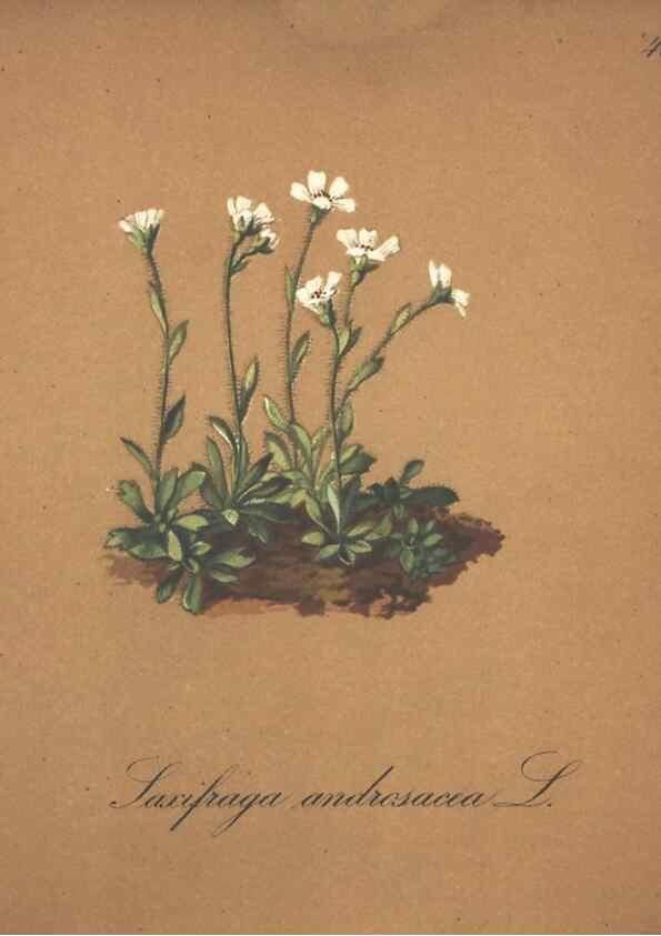 Reproducción/Reproduction 7163639859: Die Alpenpflanzen nach der Natur gemalt /. Prag :F. Tempsky,1879-1884.