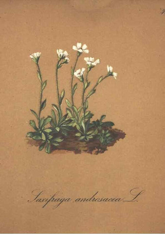 Reproducción/Reproduction 7163639859: Die Alpenpflanzen nach der Natur gemalt /. Prag :F. Tempsky,1879-1884.