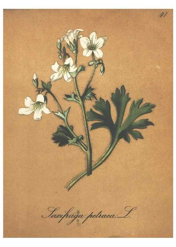 Reproducción/Reproduction 7348851206: Die Alpenpflanzen nach der Natur gemalt /. Prag :F. Tempsky,1879-1884.