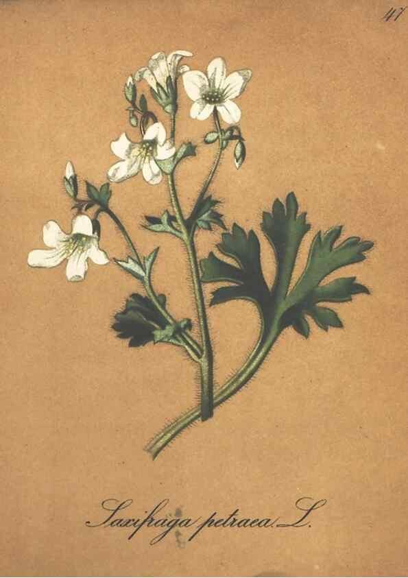 Reproducción/Reproduction 7348851206: Die Alpenpflanzen nach der Natur gemalt /. Prag :F. Tempsky,1879-1884.
