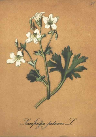 Reproducción/Reproduction 7348851206: Die Alpenpflanzen nach der Natur gemalt /. Prag :F. Tempsky,1879-1884.