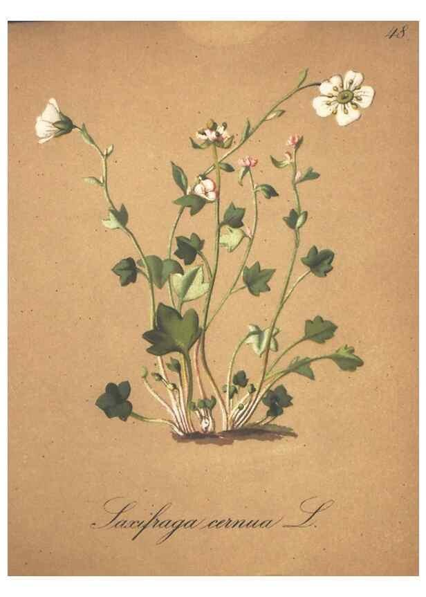 Reproducción/Reproduction 7163641393: Die Alpenpflanzen nach der Natur gemalt /. Prag :F. Tempsky,1879-1884.