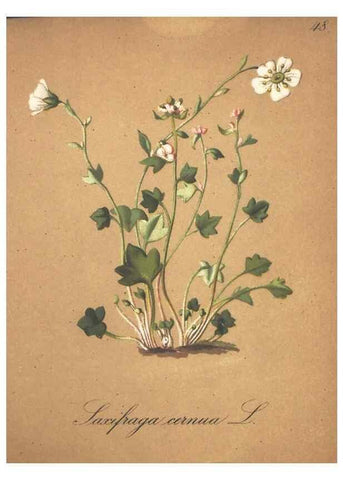 Reproducción/Reproduction 7163641393: Die Alpenpflanzen nach der Natur gemalt /. Prag :F. Tempsky,1879-1884.